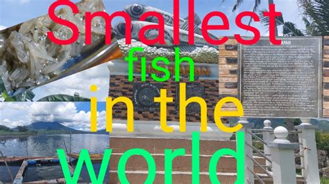 Lake Buhi: Home of the World’s Smallest Fish!.